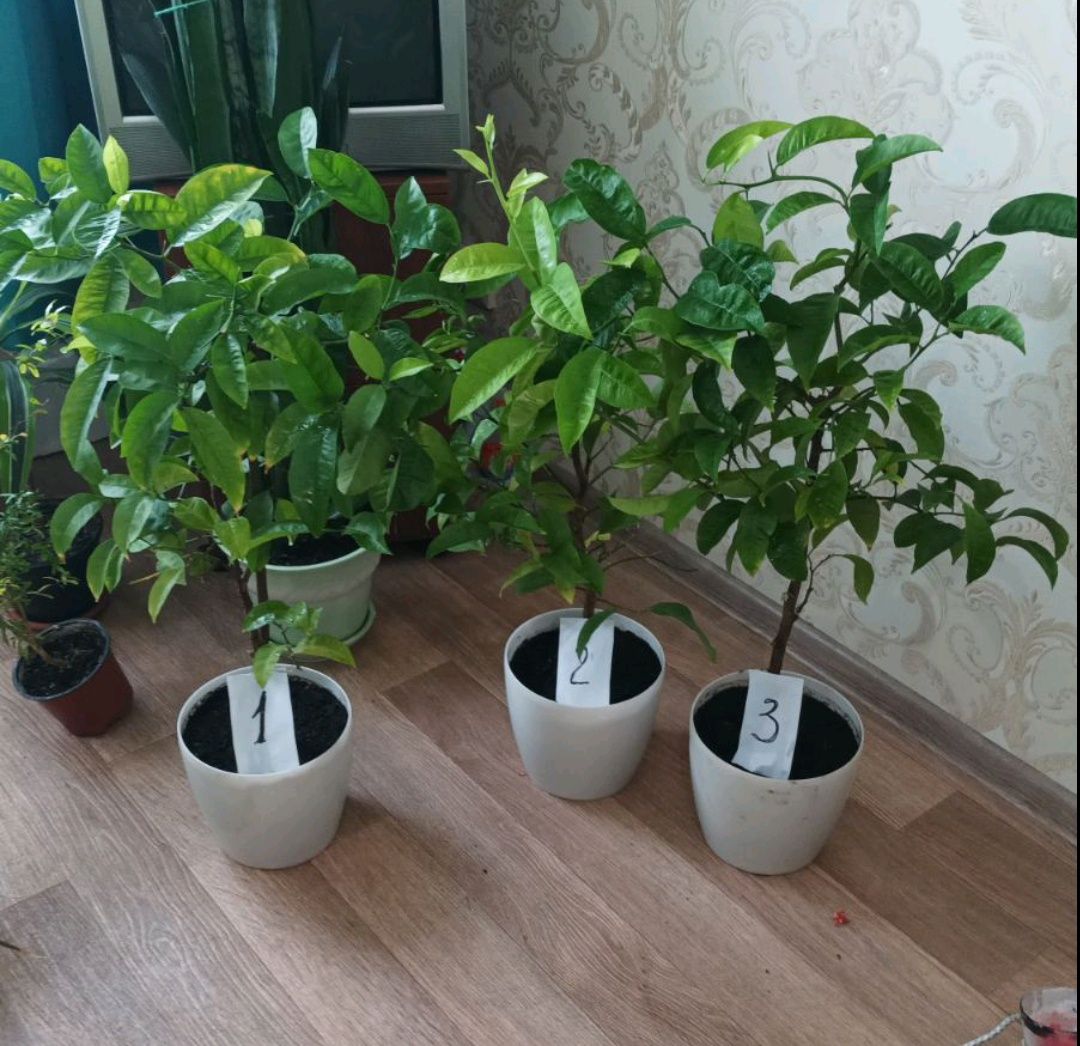 Деревця мандарина