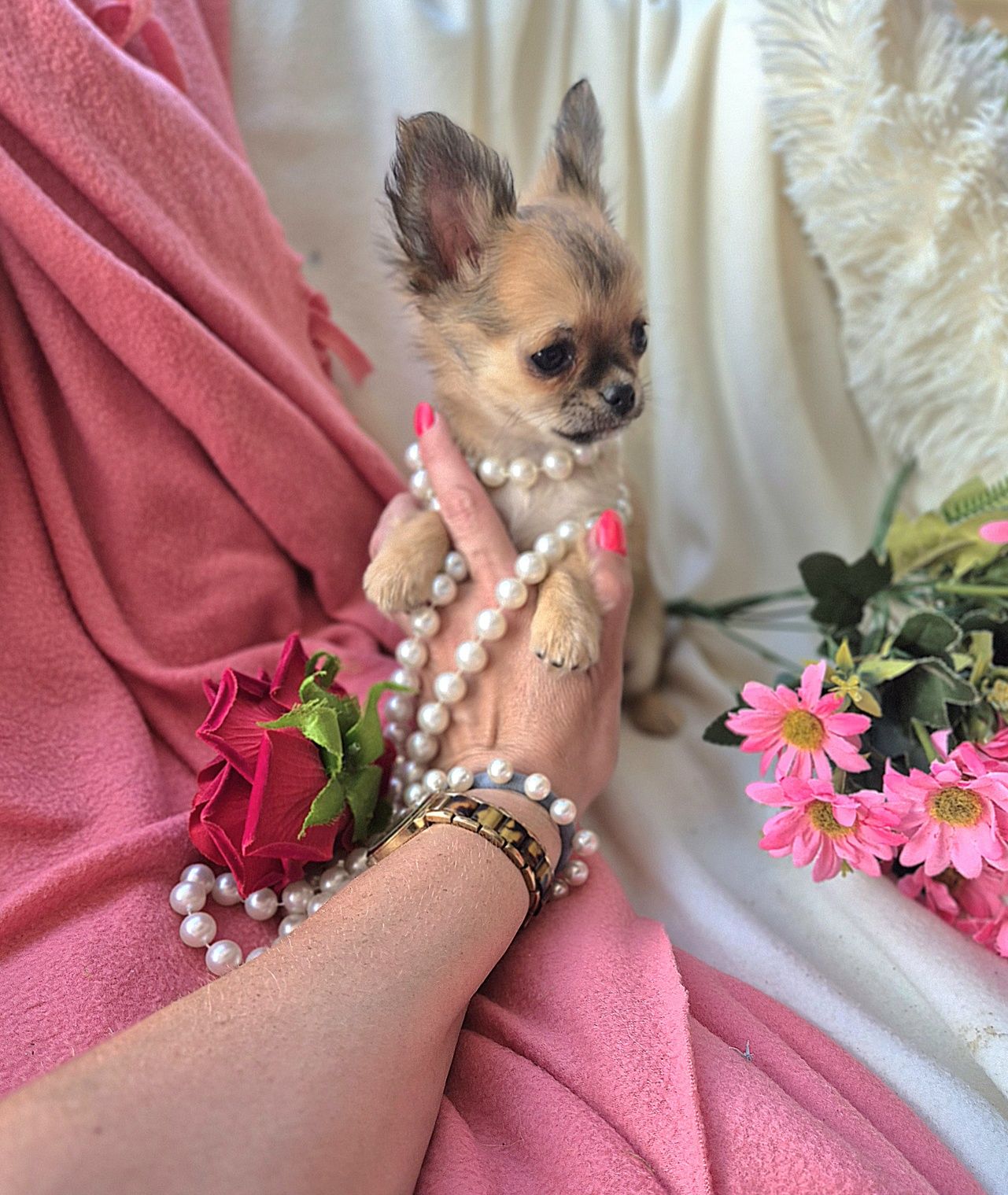 Śliczna Długowłosa Sunia Chihuahua! XS