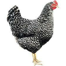 Яйця для інкубації курей домінант 959