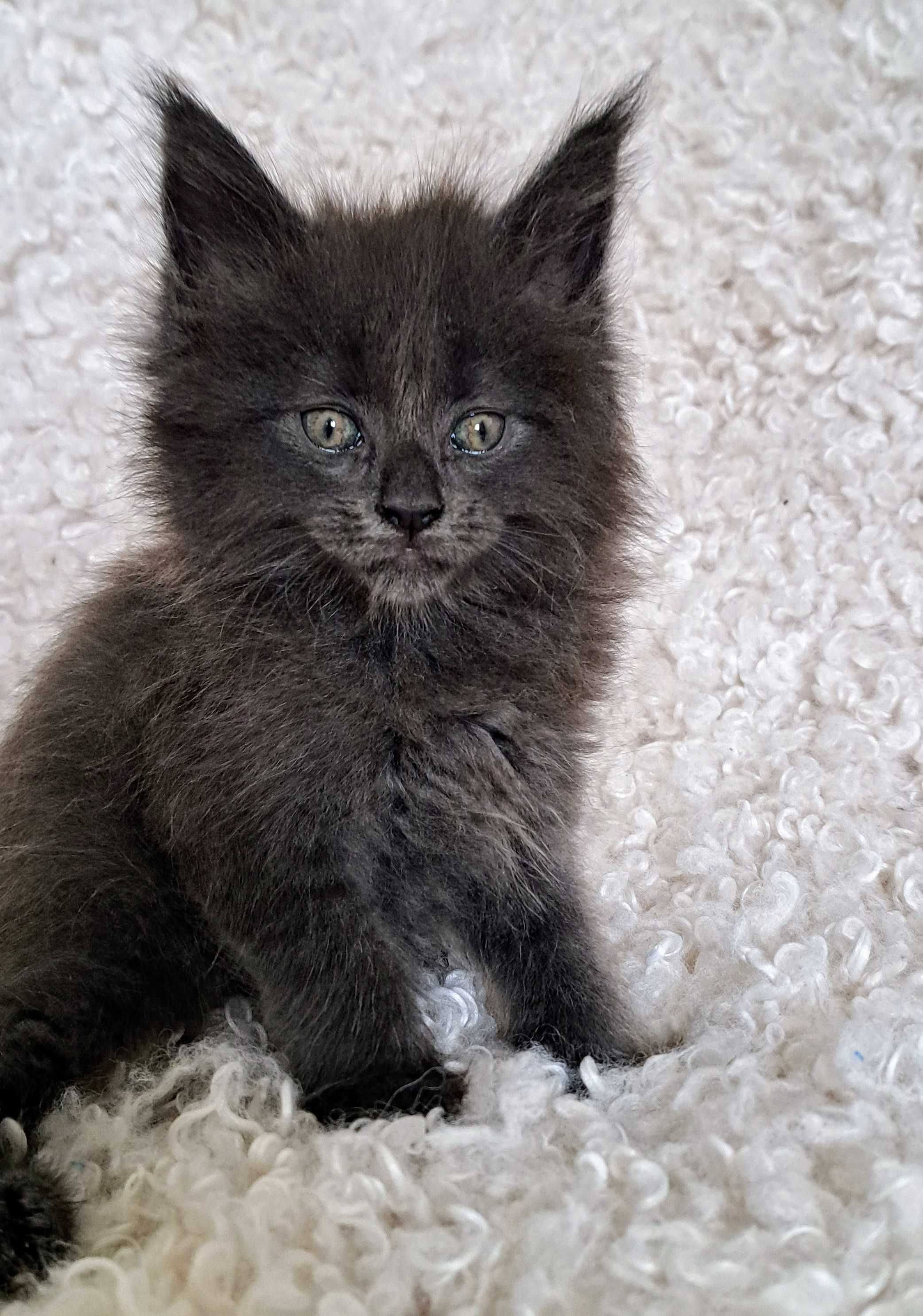 Puchaty pieszczoch Maine Coon