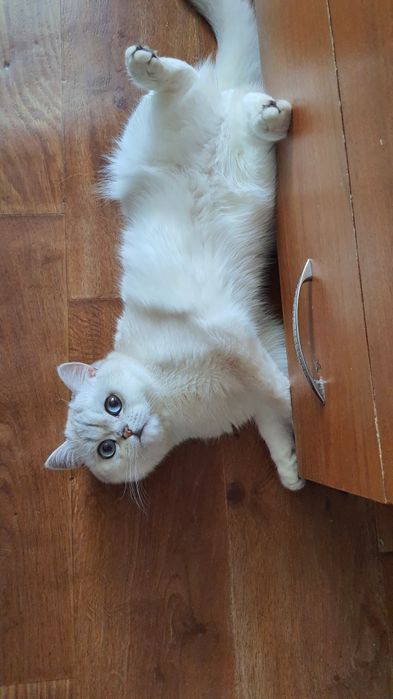 Вязка. Британец приглашает на встречу.