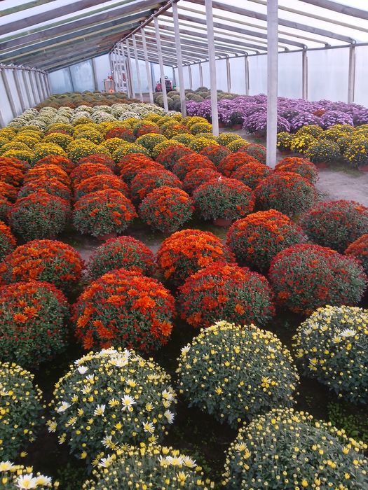 Chryzantemy drobnokwiatowe