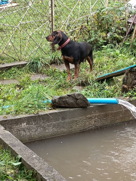 Oddam za darmo szczeniaki