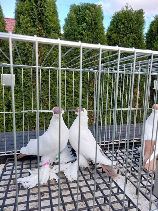 Krymki białostockie para 24r