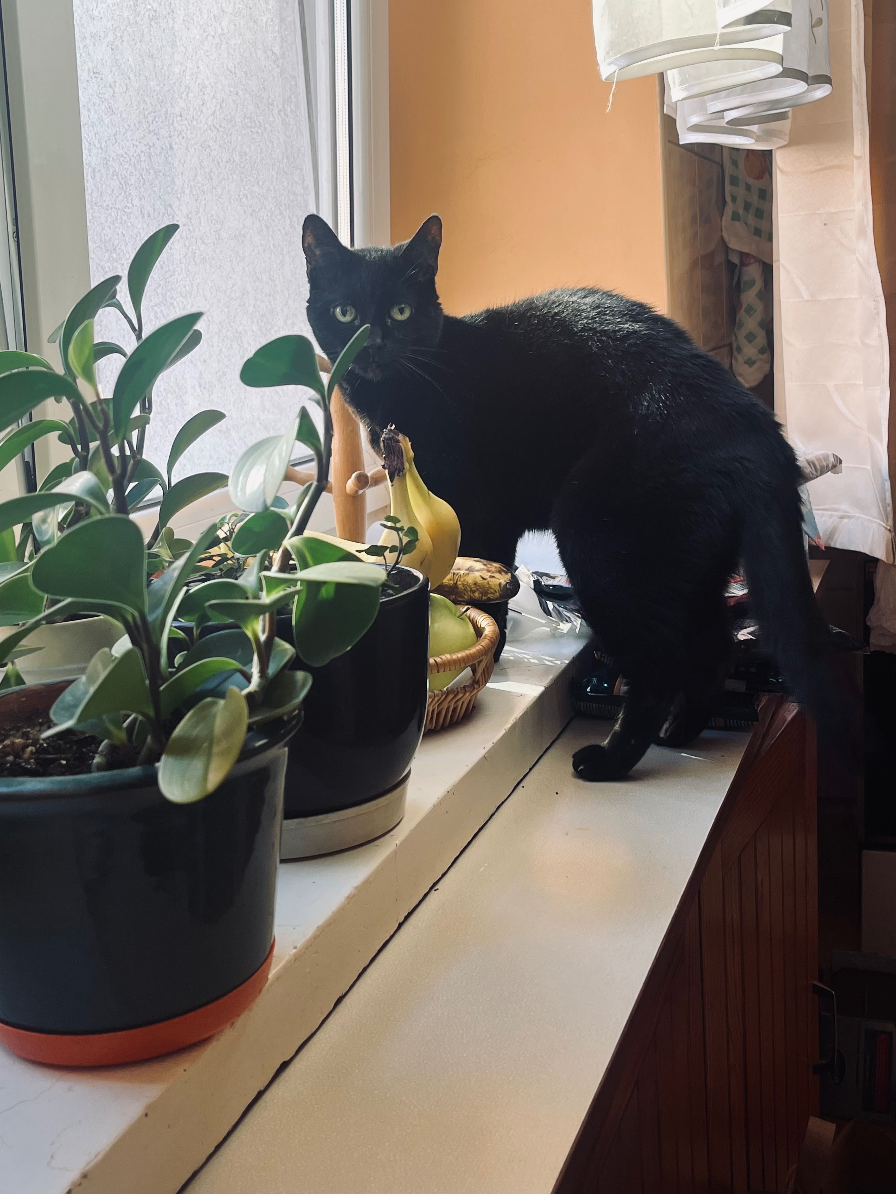Czarny kotek smutasek do adopcji