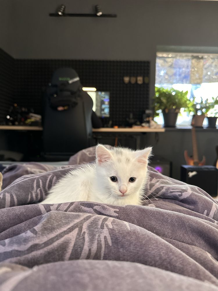 Кошенята Безкоштовно