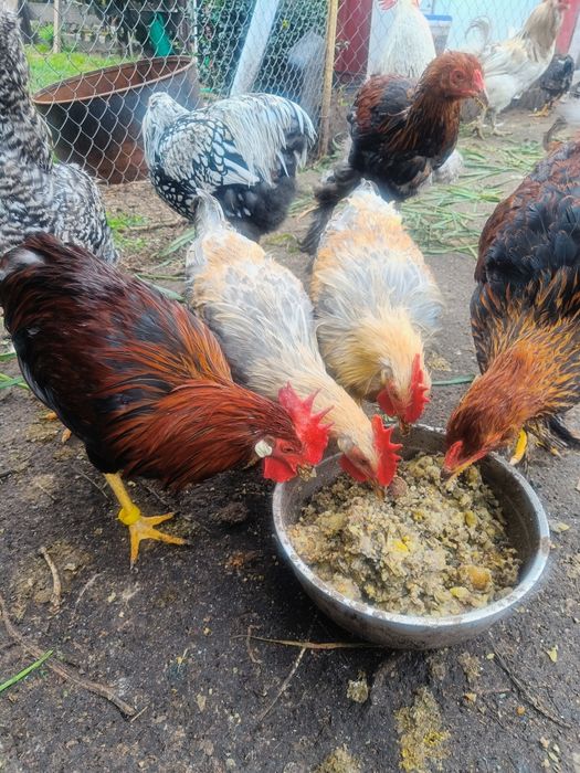 Півники різних порід та віку