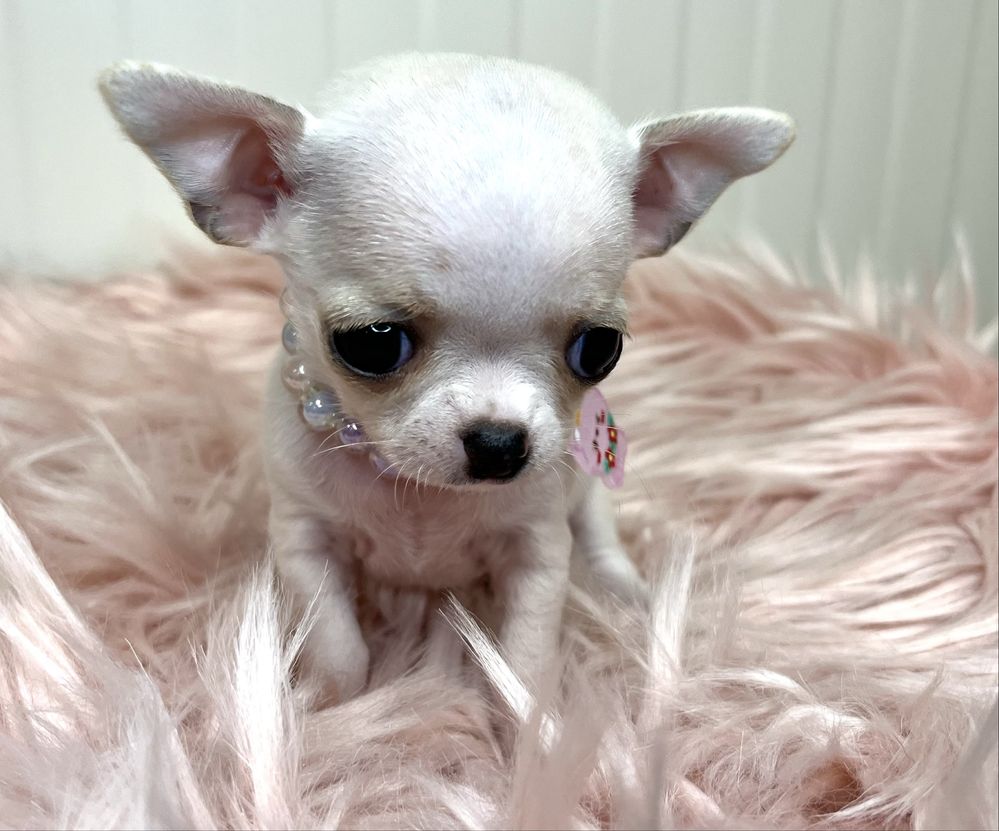 Chihuahua Femea Pequenina