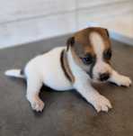 Jack Russell Terrier Szczeniak