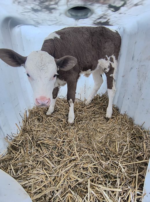 Jałoszka mięsna cielak mięsny