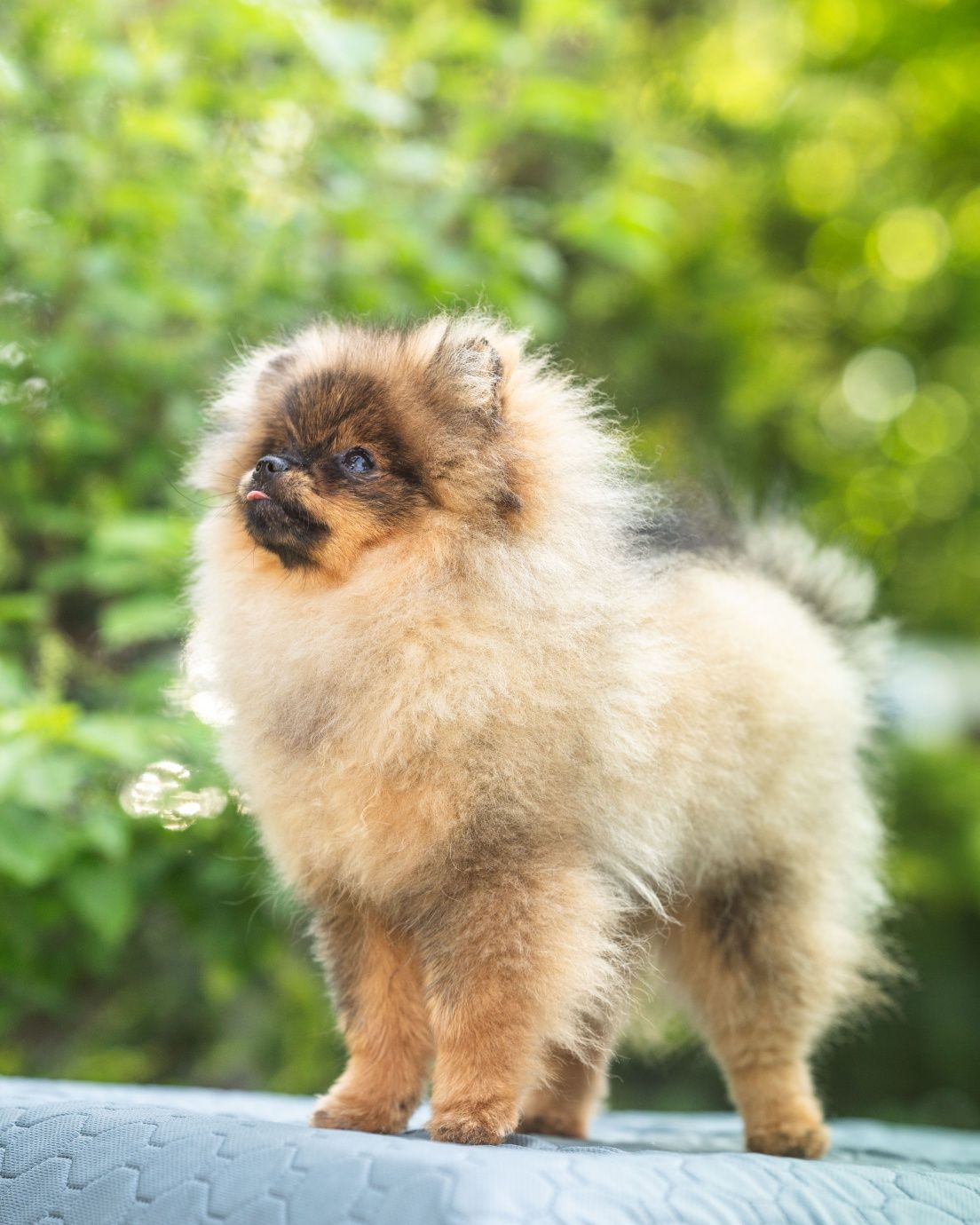 Szpic miniaturowy Pomeranian sunia
