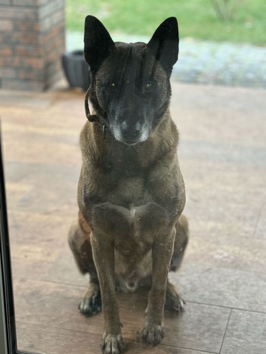 Кобель малінуа шукає сучку для вʼязки