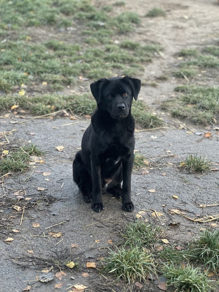 Wegielek do adopcji