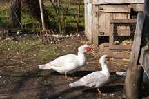 Patos mudos brancos