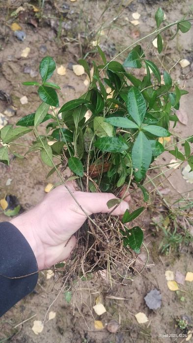 Barwinek zimozielony sadzonki