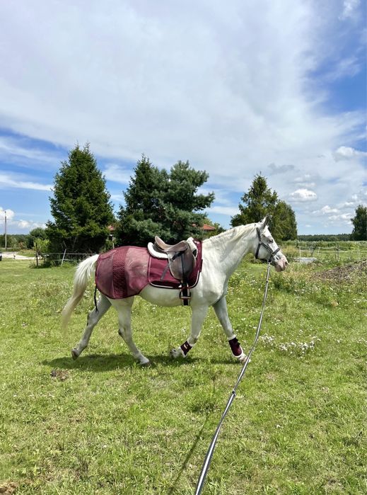 5 letni wałach / siwy tarant