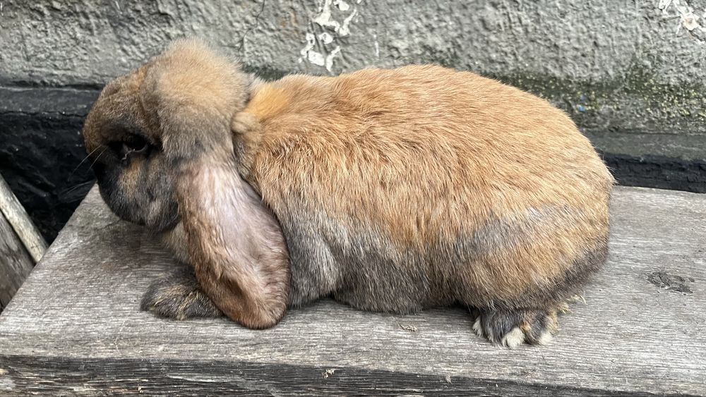 Кролики бранцуського барана самці та самки