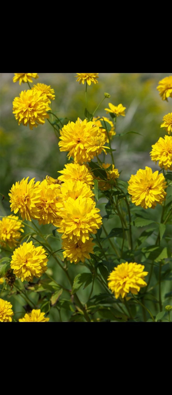 Rudbekia naga pełna babcina wysoka