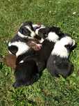 Piesek Border Collie