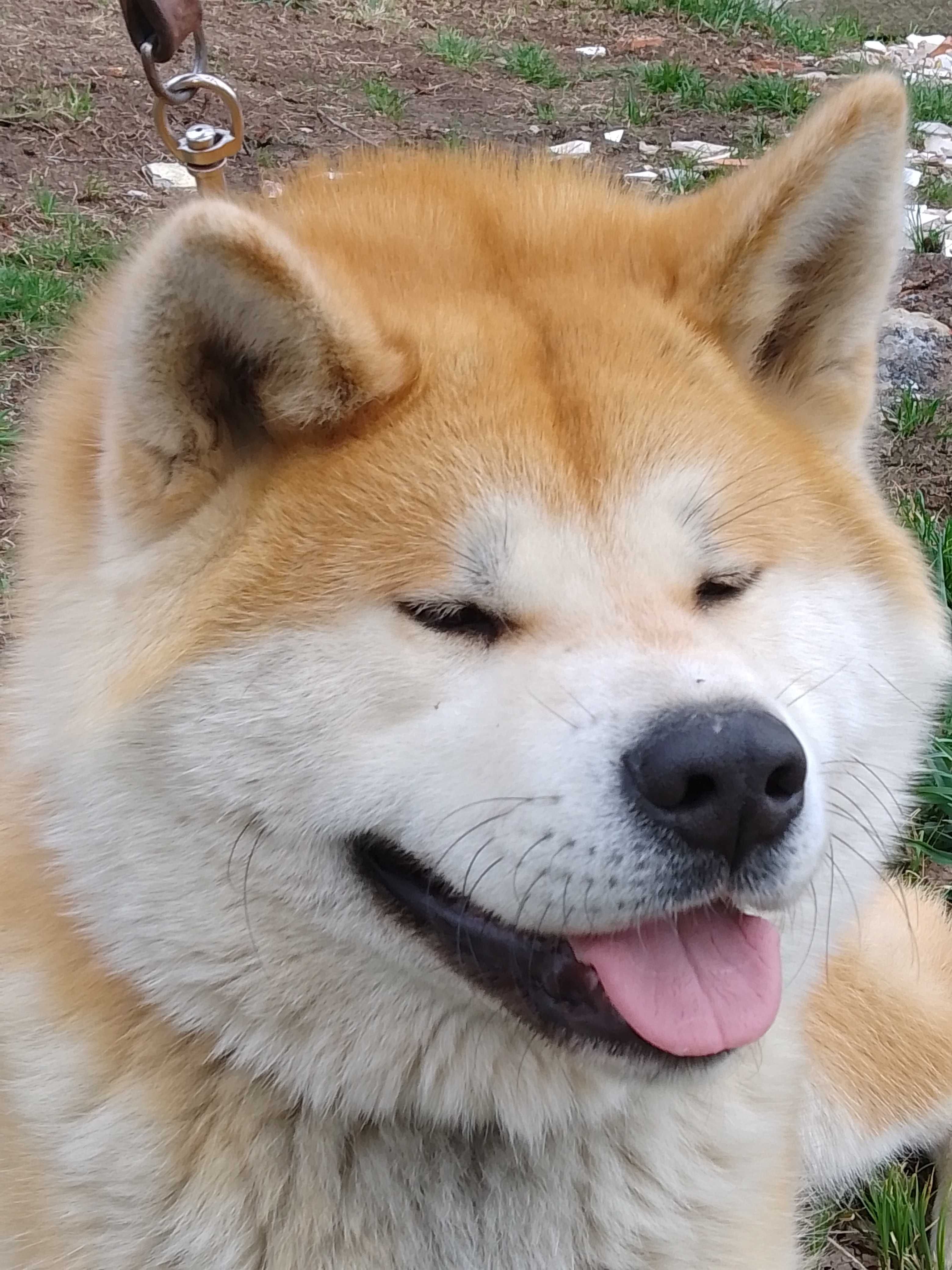 Akita Inu chłopiec