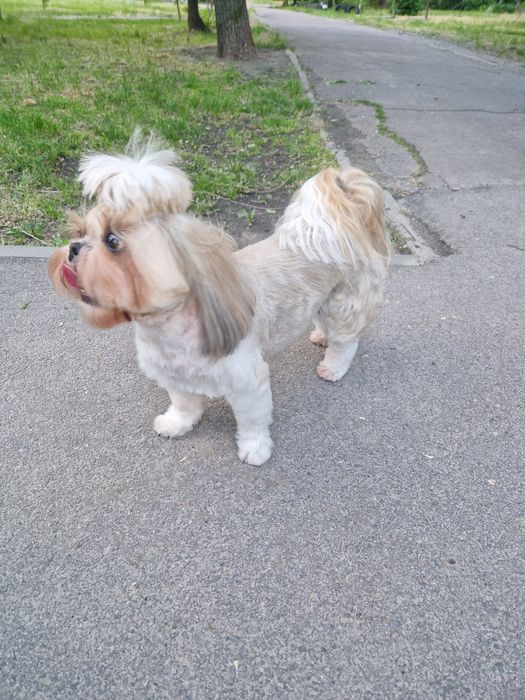 Гуманный груминг собак.