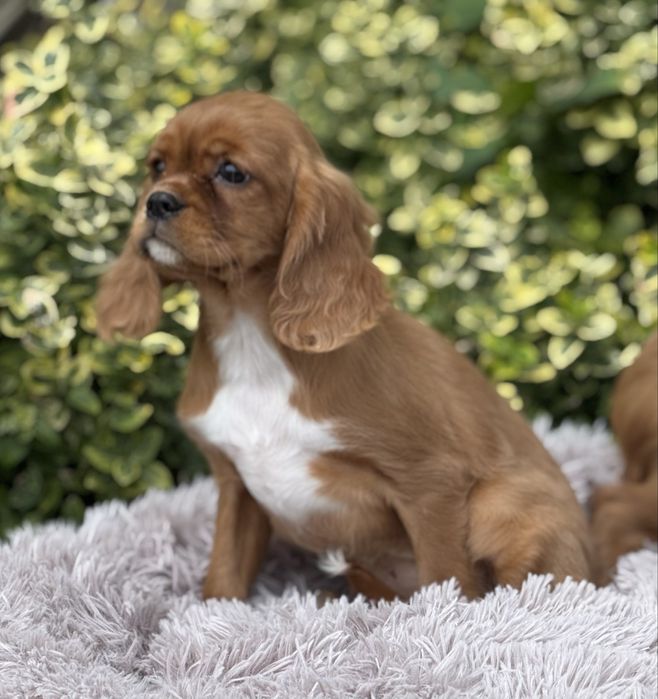 Cavalier king charles spaniel ekstra klasa suczka z rodowodem
