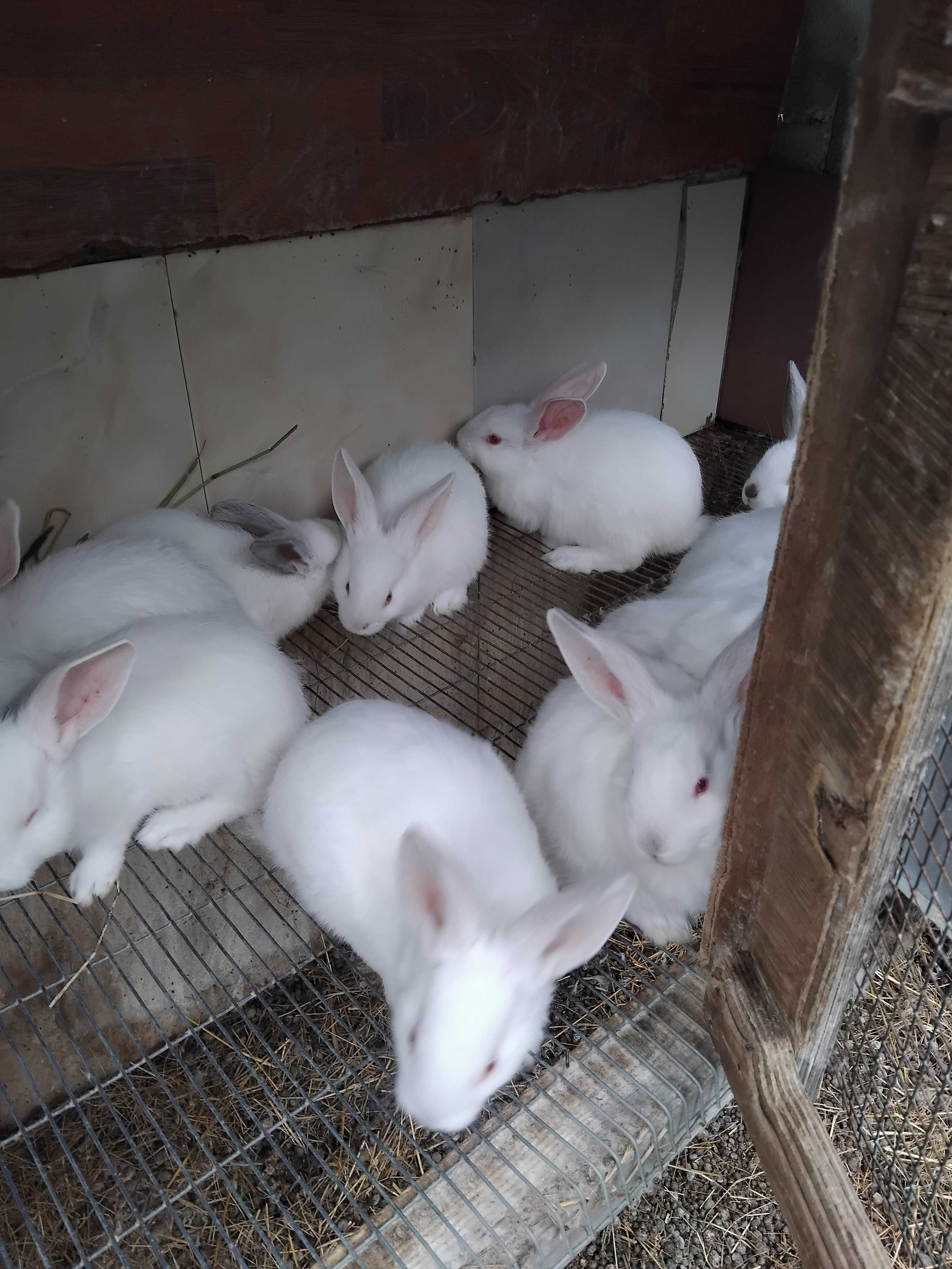 Coelhos nova Zelândia