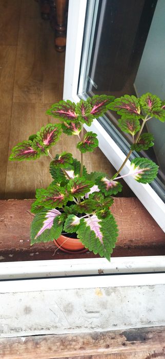 Колеус кімнатний садовий