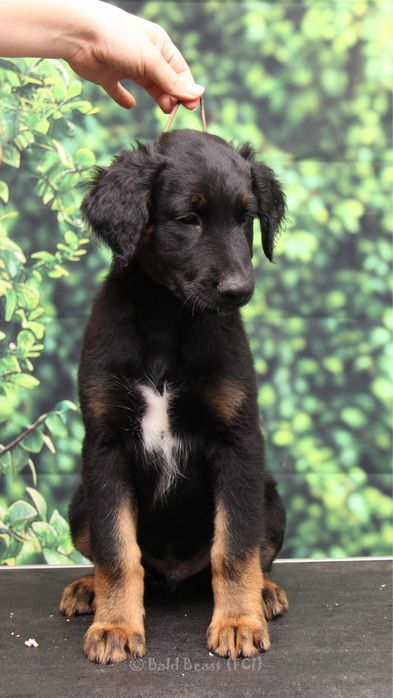 Xoloitzcuintle samiec owlosiony