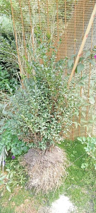 Самшит, ялівець, туя, пухироплодник, вейгела, гейхера продажа