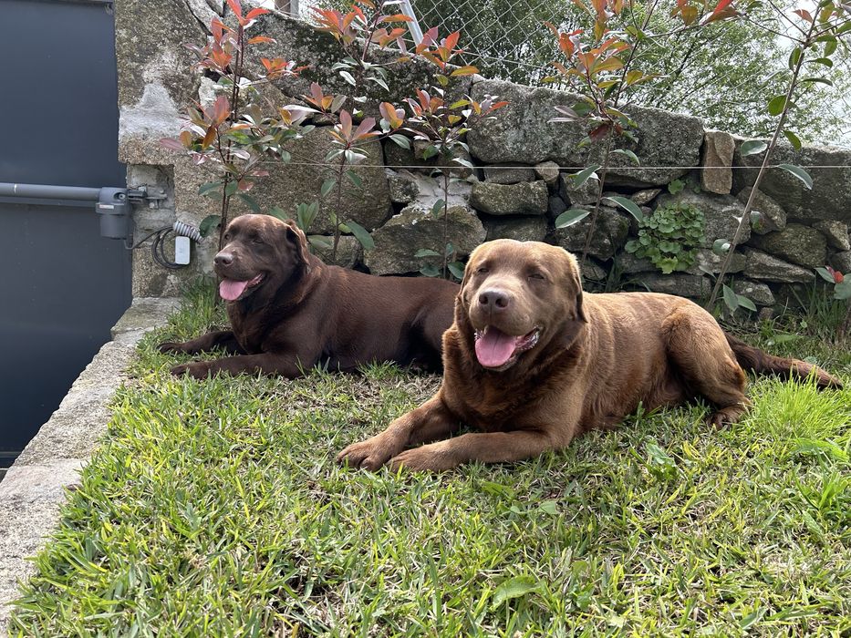 Labrador Retriever cor chocolate