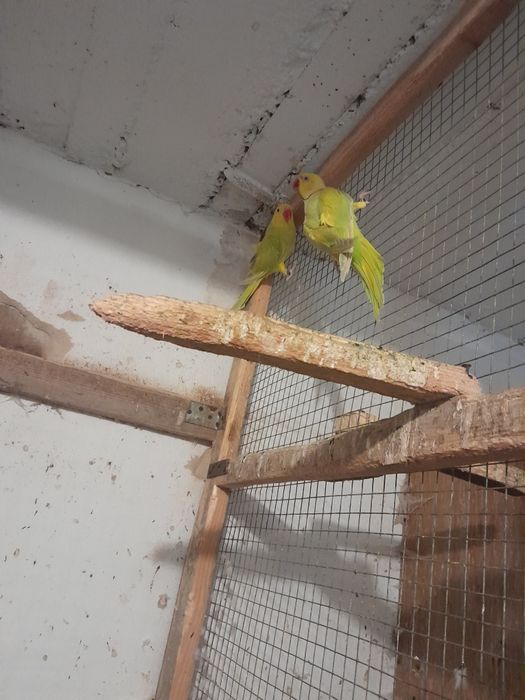 Aleksandretta obroźna