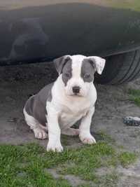 American Staffordshire Terrier