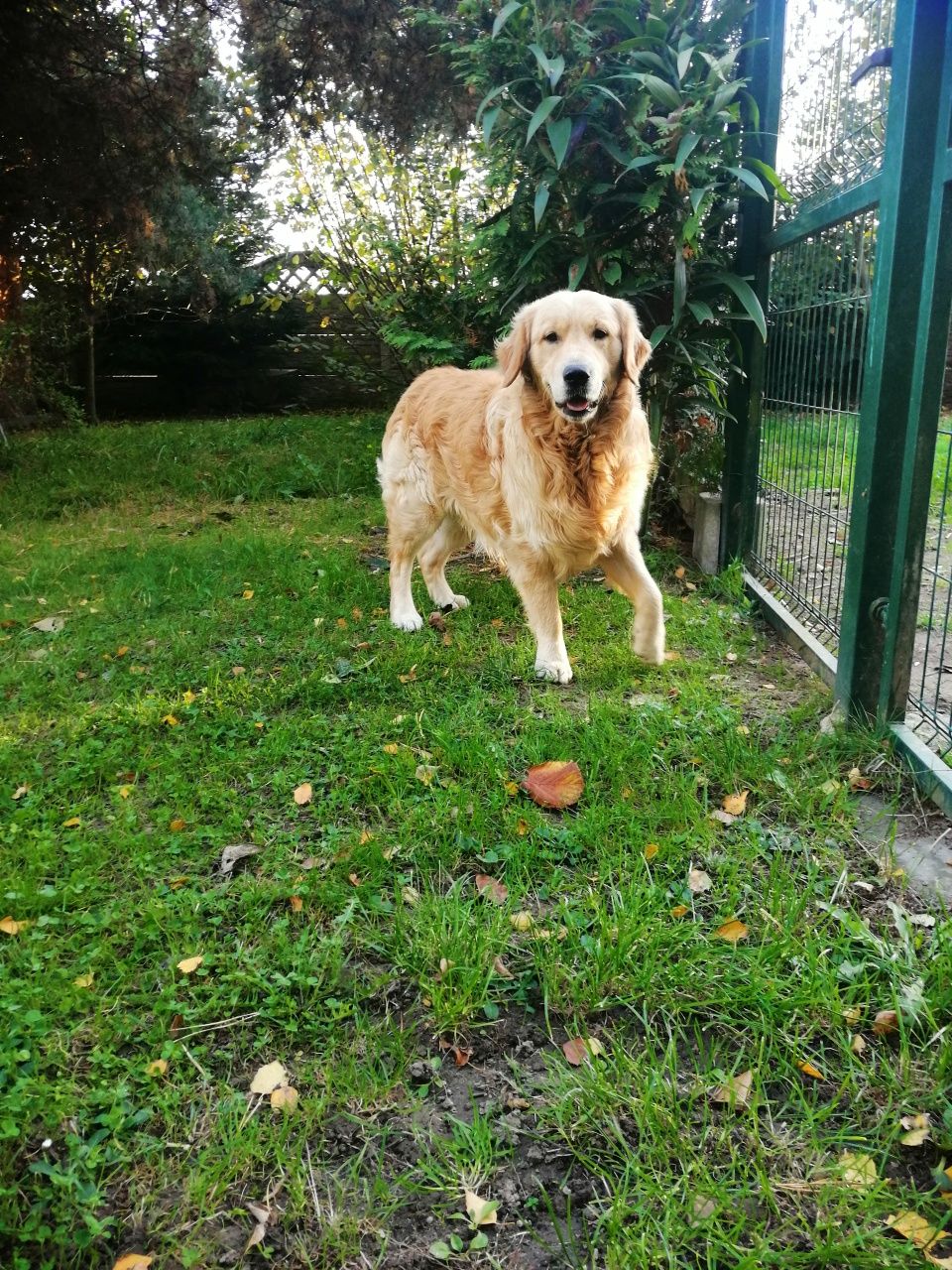 Pies Golden Retriever z Rodowodem i pełną dokumentacją FCE