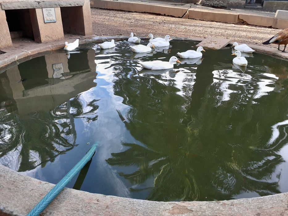 Patos Mignon, Gansos face branca, Faisões, Mandarim