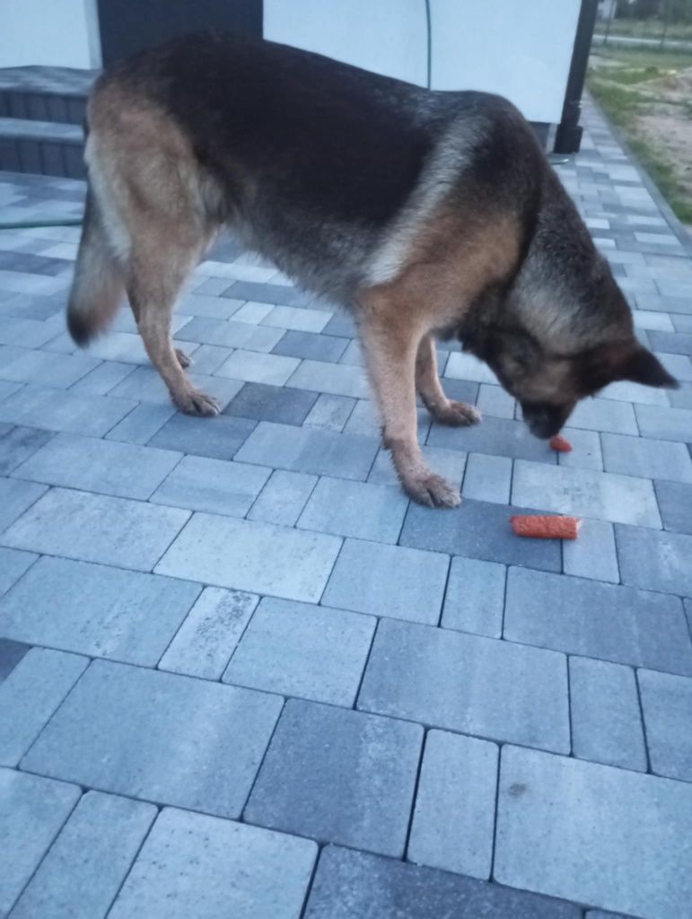 Znaleziona suka owczarek niemiecki