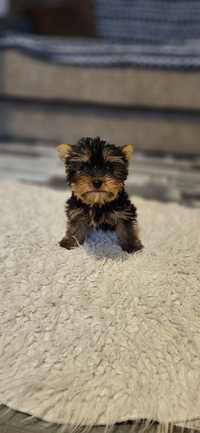 Yorkshire terrier