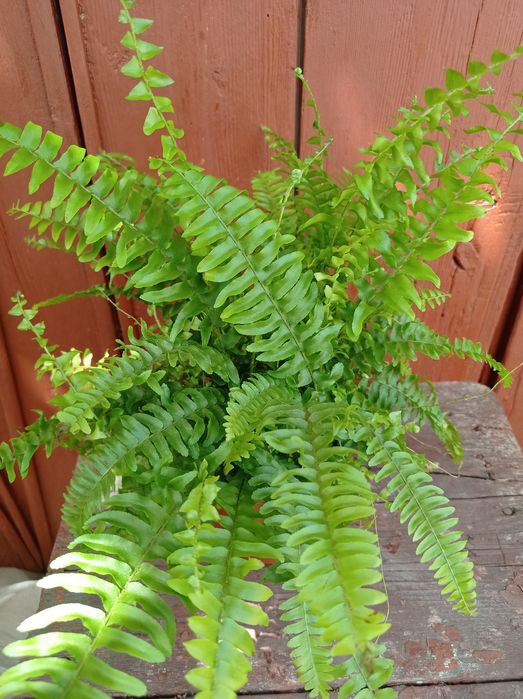 Папоротник Нефролепсис.