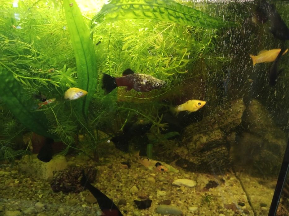 Molinezja czarne,  żółte nakrapiane. Młode osobniki 1 - 2 cm.