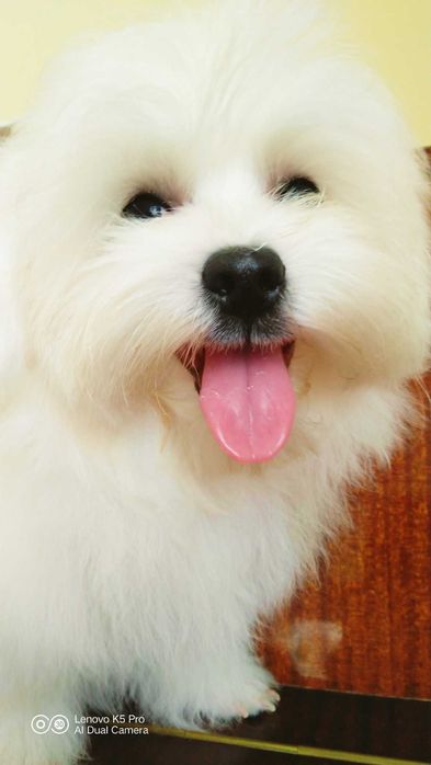 Хлопчик baby face, міні