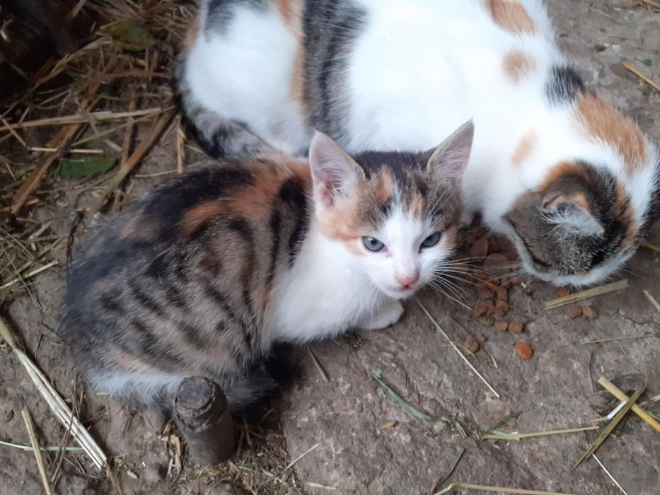 Mam do oddania 3 małe kotki