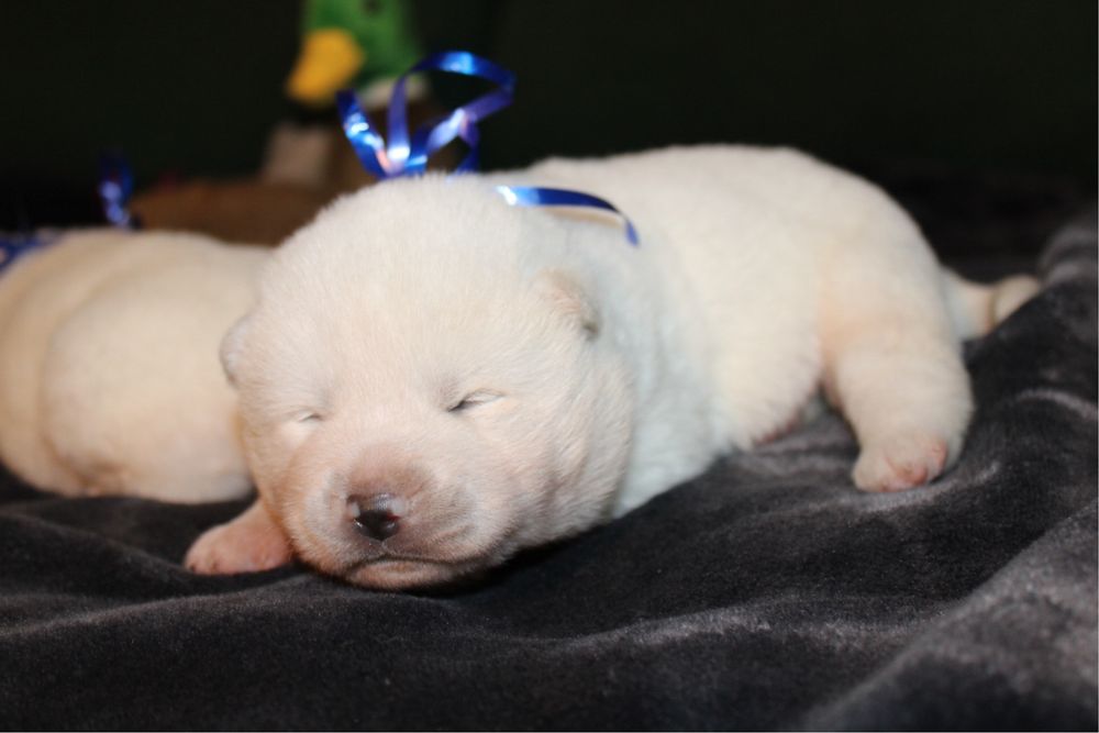Akita Japońska (Inu )