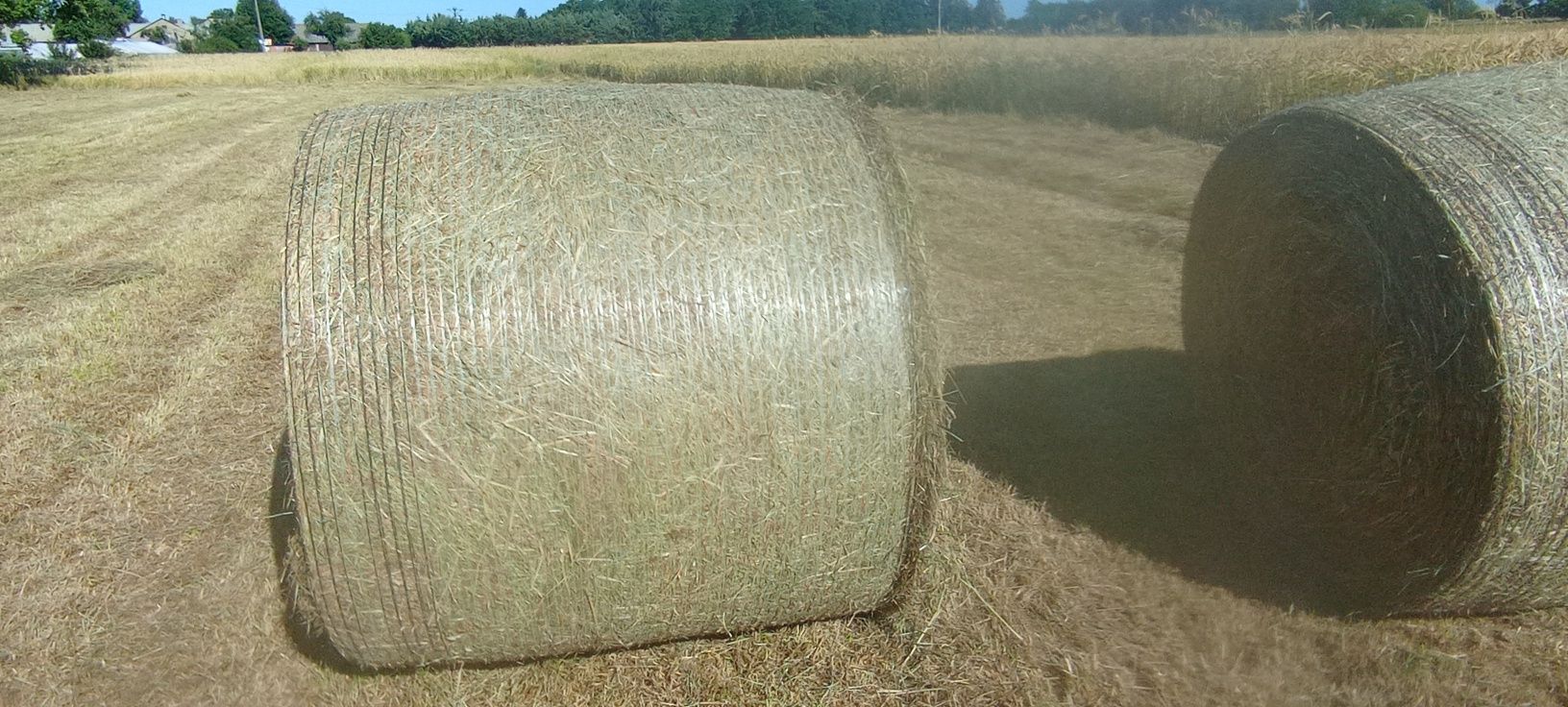 Siano balot 120x120  zbiór 2025 pierwszy pokos