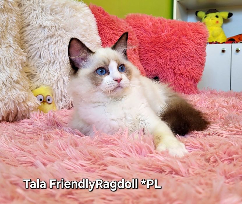 Przytulaśna kotecza ragdoll
