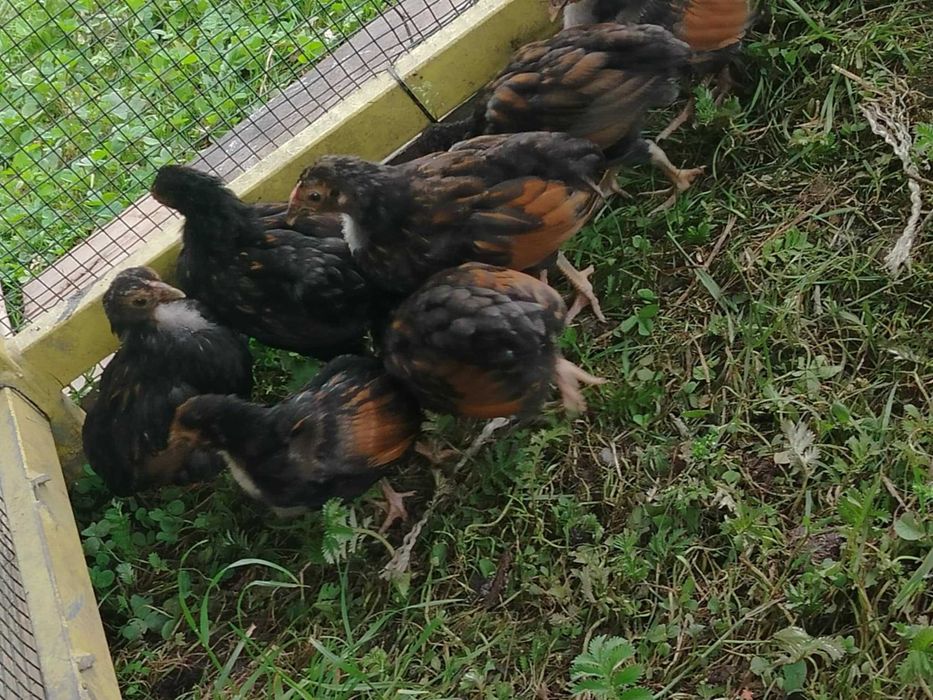 Siłka i sebrytki młode