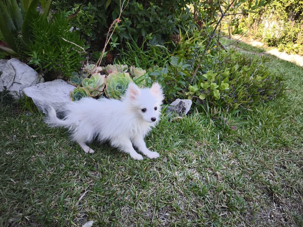 Spitz alemão anão fêmea Lulu da Pomerânia criado em ambiente familiar