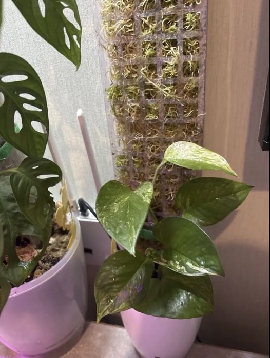 Пластикова опора для квітів (1 шт)