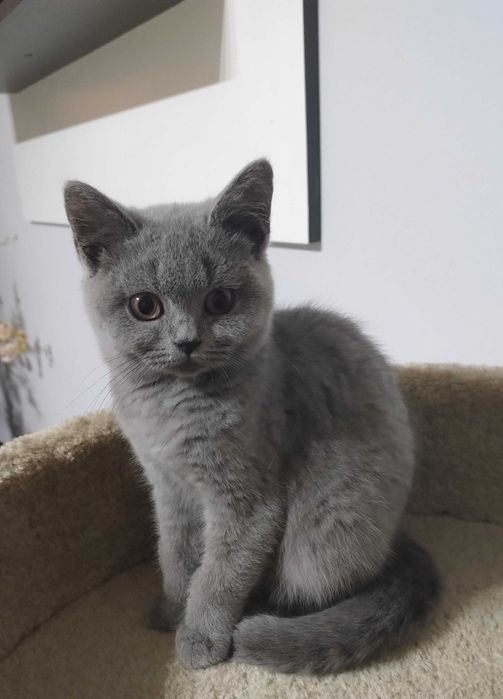 Kotka Brytyjska Niebieska z prawdziwym rodowodem FPL