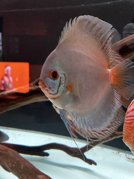 Discus - Diamond Blue e Heckel Cross