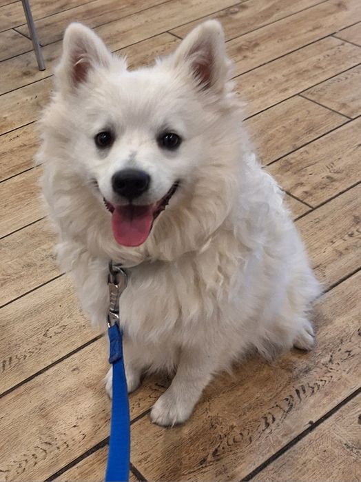 Szpic Średni Biały FCI - Wspaniały Przyjaciel>ostatnie szczenię !